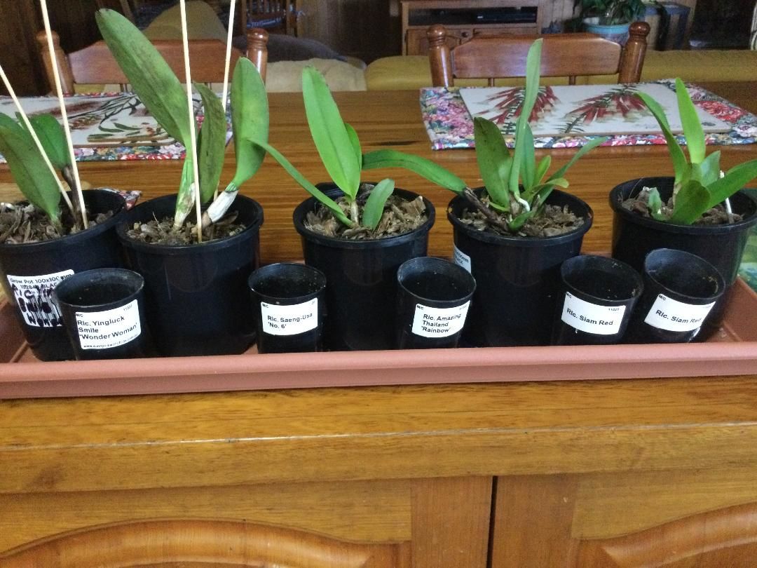 Customer photo review of Cattleya Orchid