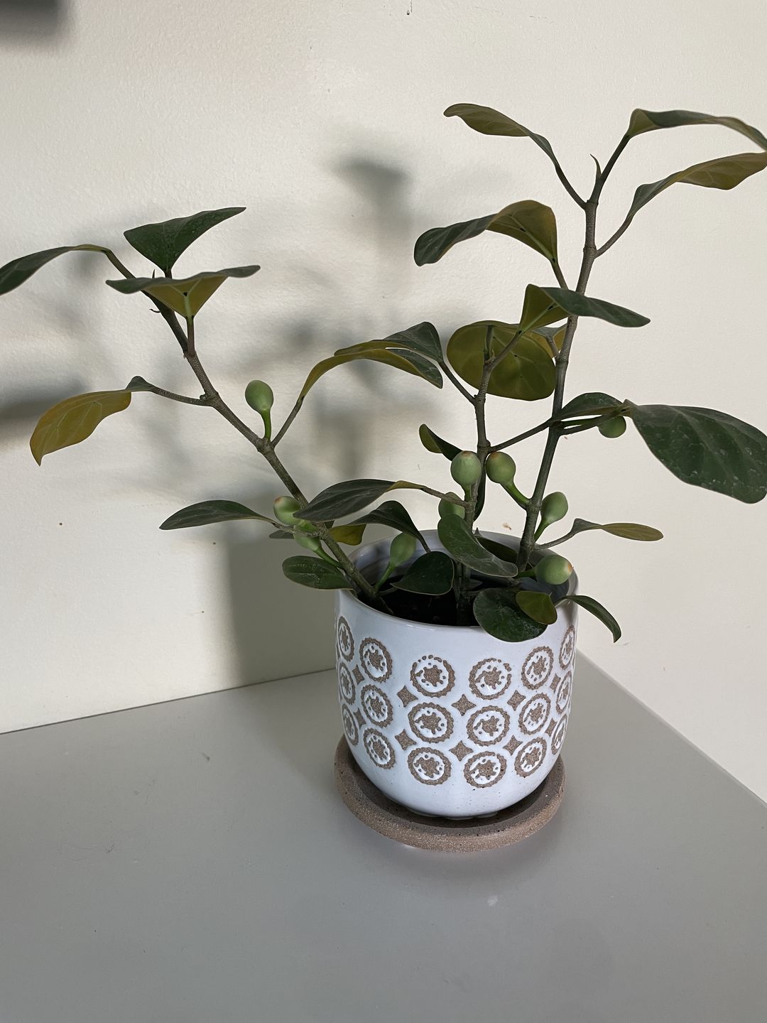 Customer photo review of Ficus deltoidea