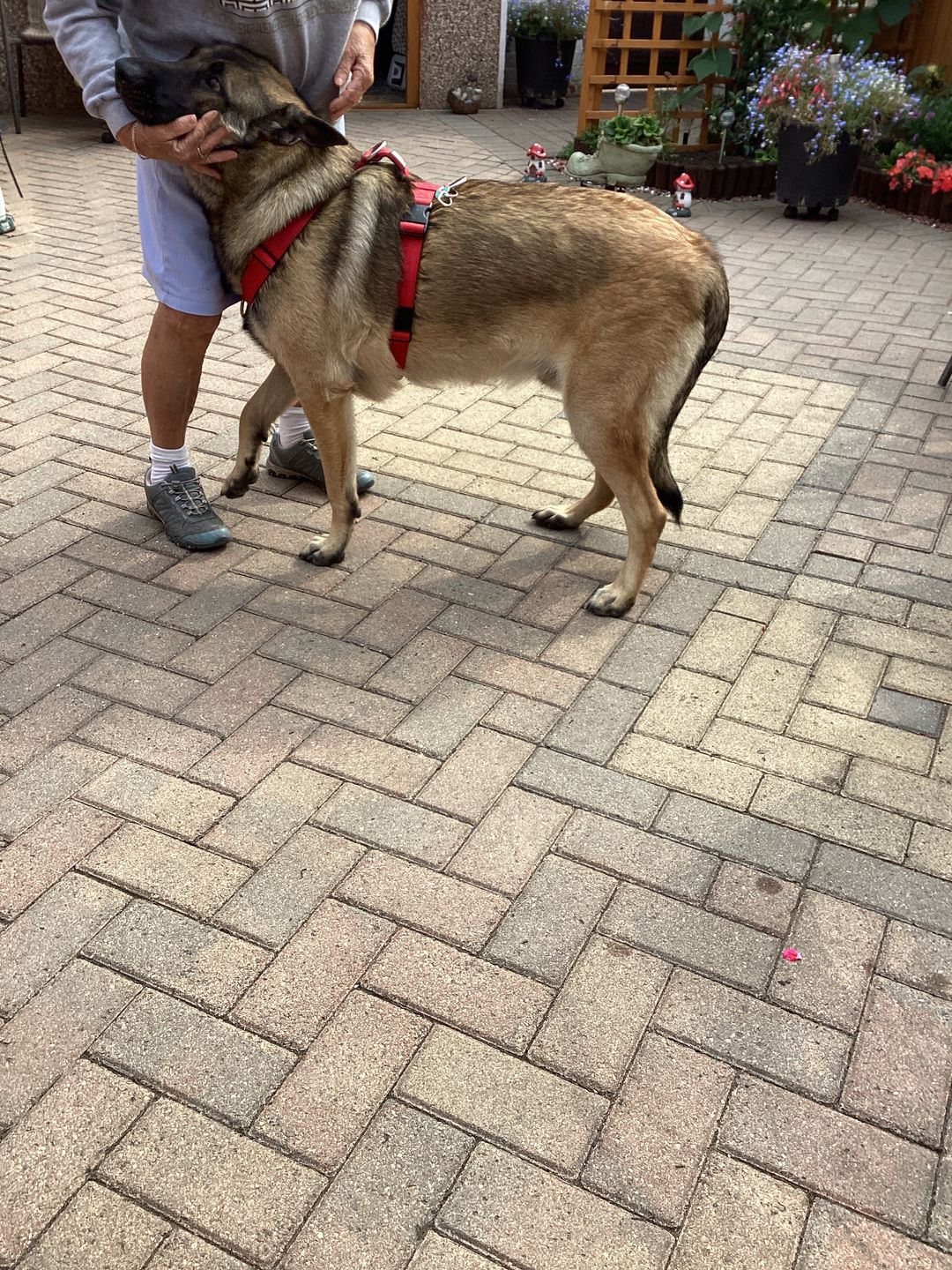 Customer photo review of TRI-Harness® | Anti-Pull, Adjustable & Durable - Dog Trainers Choice - Red v2.0