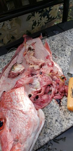 Customer photo review of Wildman Fillet Knife - Your Gateway to Seamless Cutting Bliss!