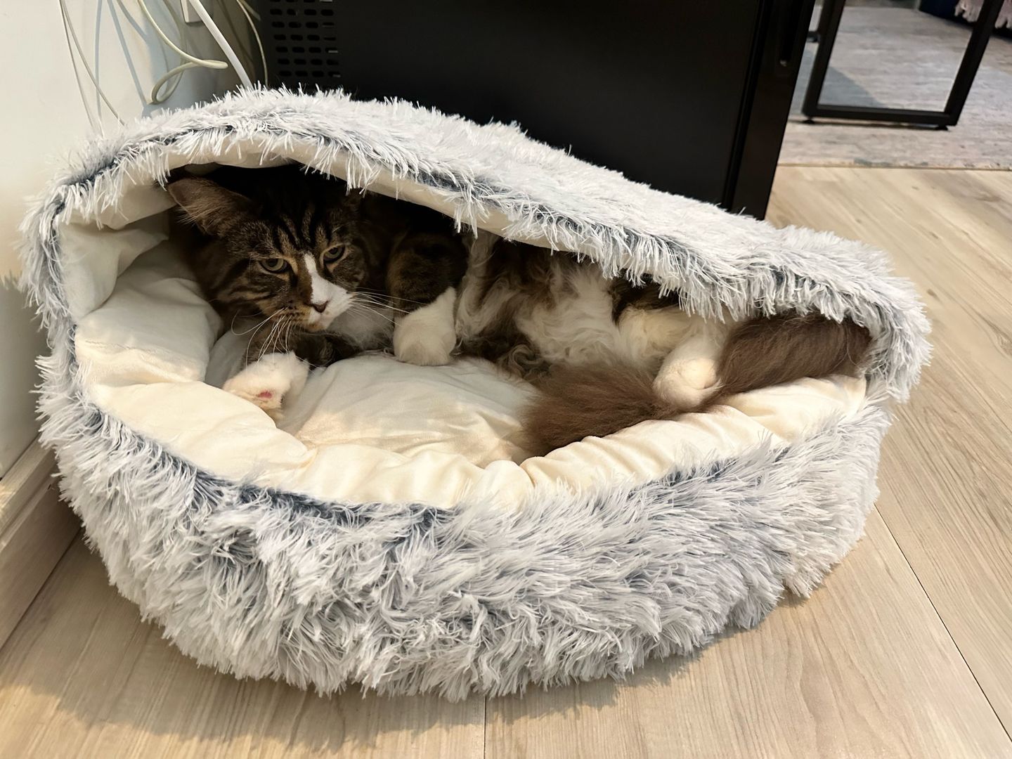 Customer photo review of Shell Bed