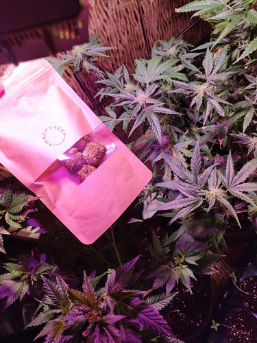 Customer photo review of Haze Island 🏝️ THCP 5%