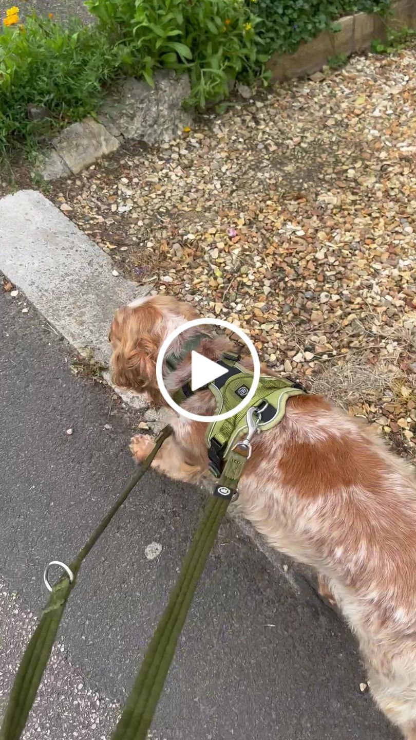 Customer video review of Double Ended Training Lead | All Breeds - Durable & Soft 2m Lead - Khaki