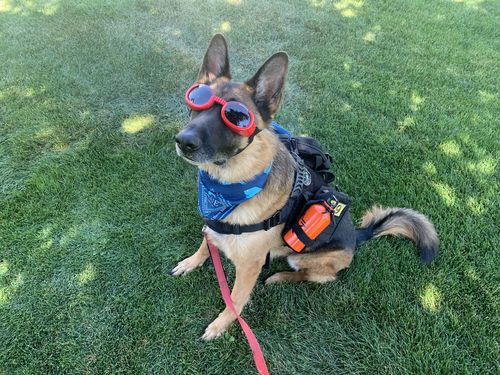 Customer photo review of Classic Heavy-Duty Tactical No-Pull Team K9™ Dog Harness With Front & Back D-Rings, Quick-Release Metal-Buckles, Hook & Loop Panels, & Top Handle