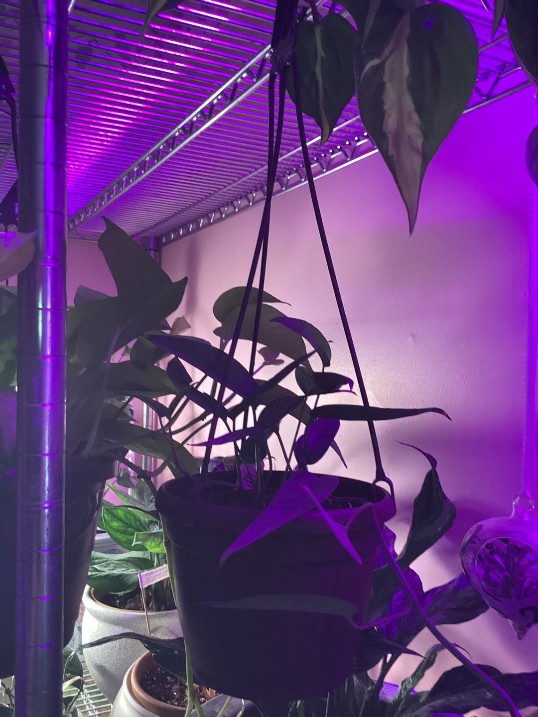 Customer photo review of Pothos Epipremnum pinnatum 'Cebu Blue'