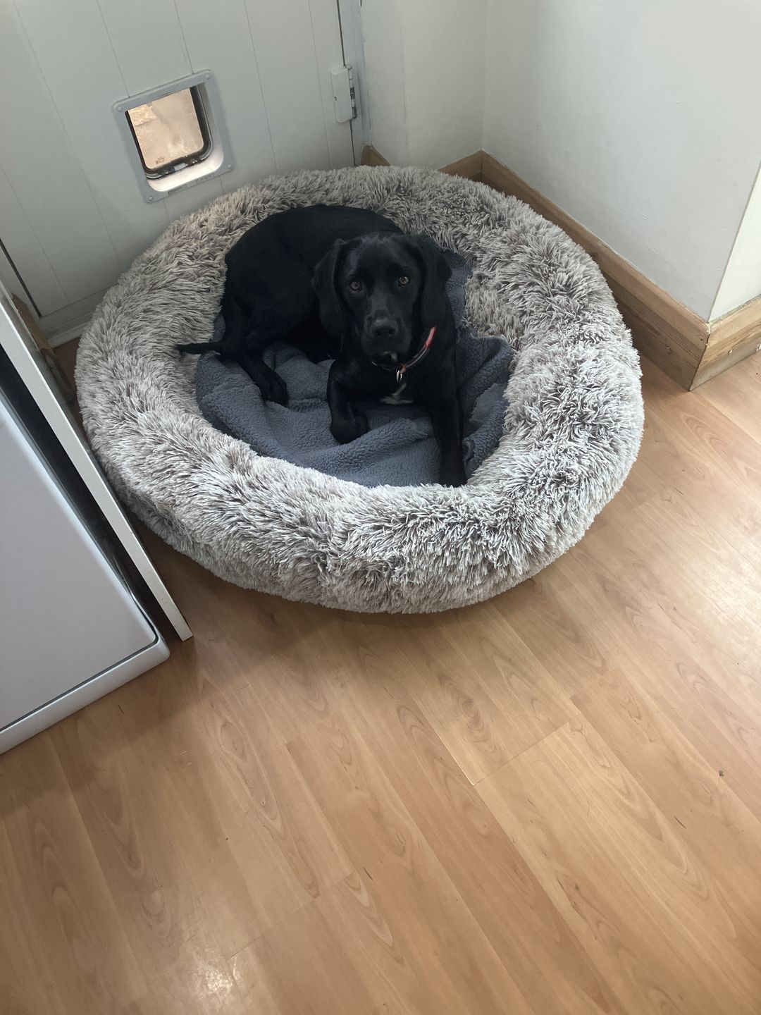 Customer photo review of Spare Calming Dog Bed Cover
