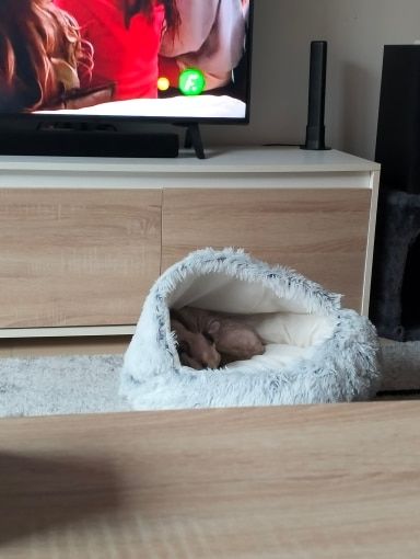 Customer photo review of Shell Bed