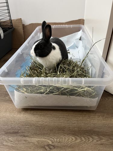 Customer photo review of Timothy Hay Box 'Blend'