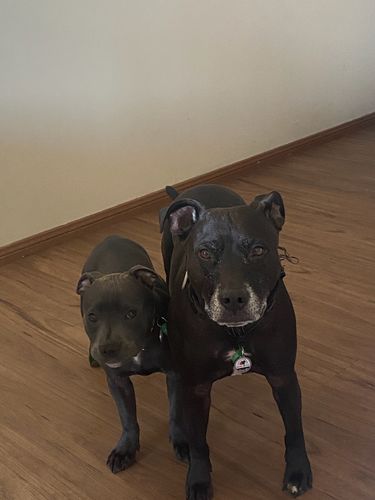 Customer photo review of Ultimate Coat & Skincare Pack