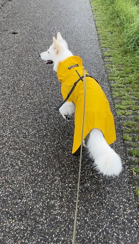 Customer photo review of Visibility Raincoat Lite Yellow for Dogs