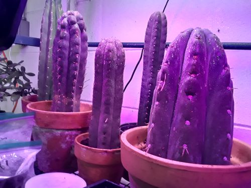 Customer photo review of Monstrose San Pedro Cactus Monstrose Revert | TPM | Echinopsis pachanoi Monstrose