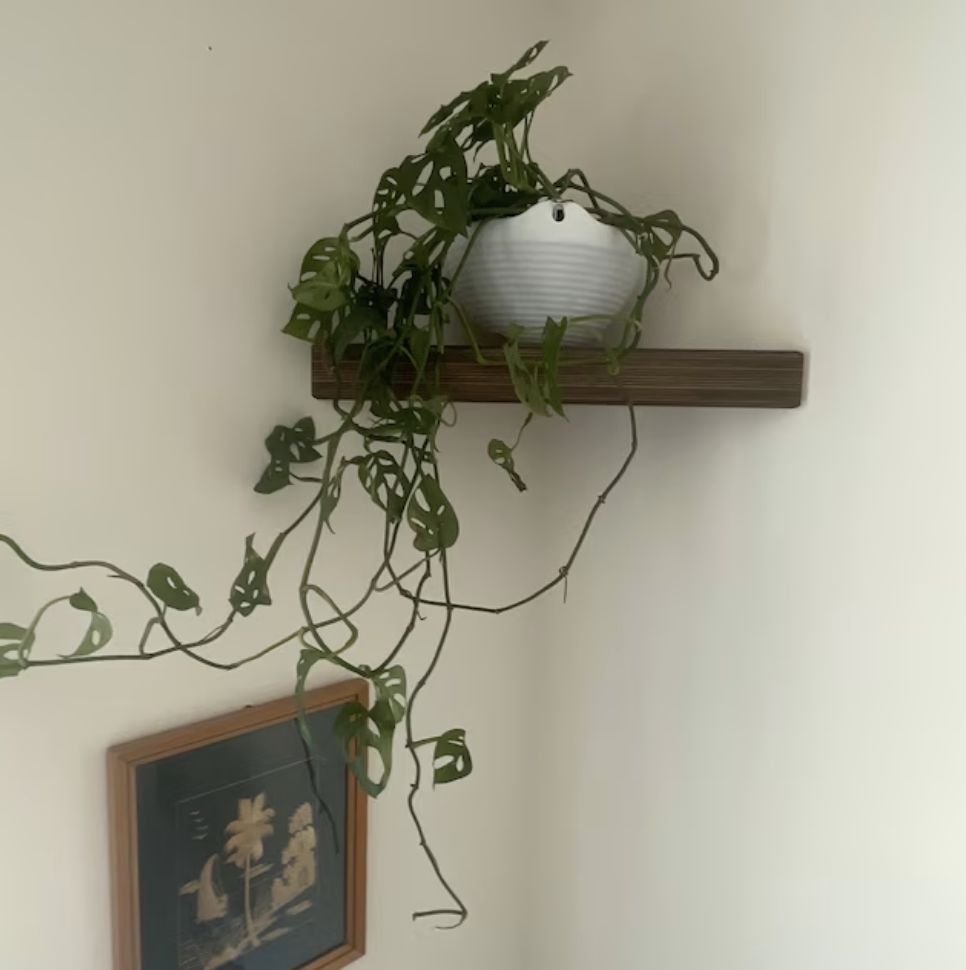 Customer photo review of Birch Plywood Boomerang Corner Shelf