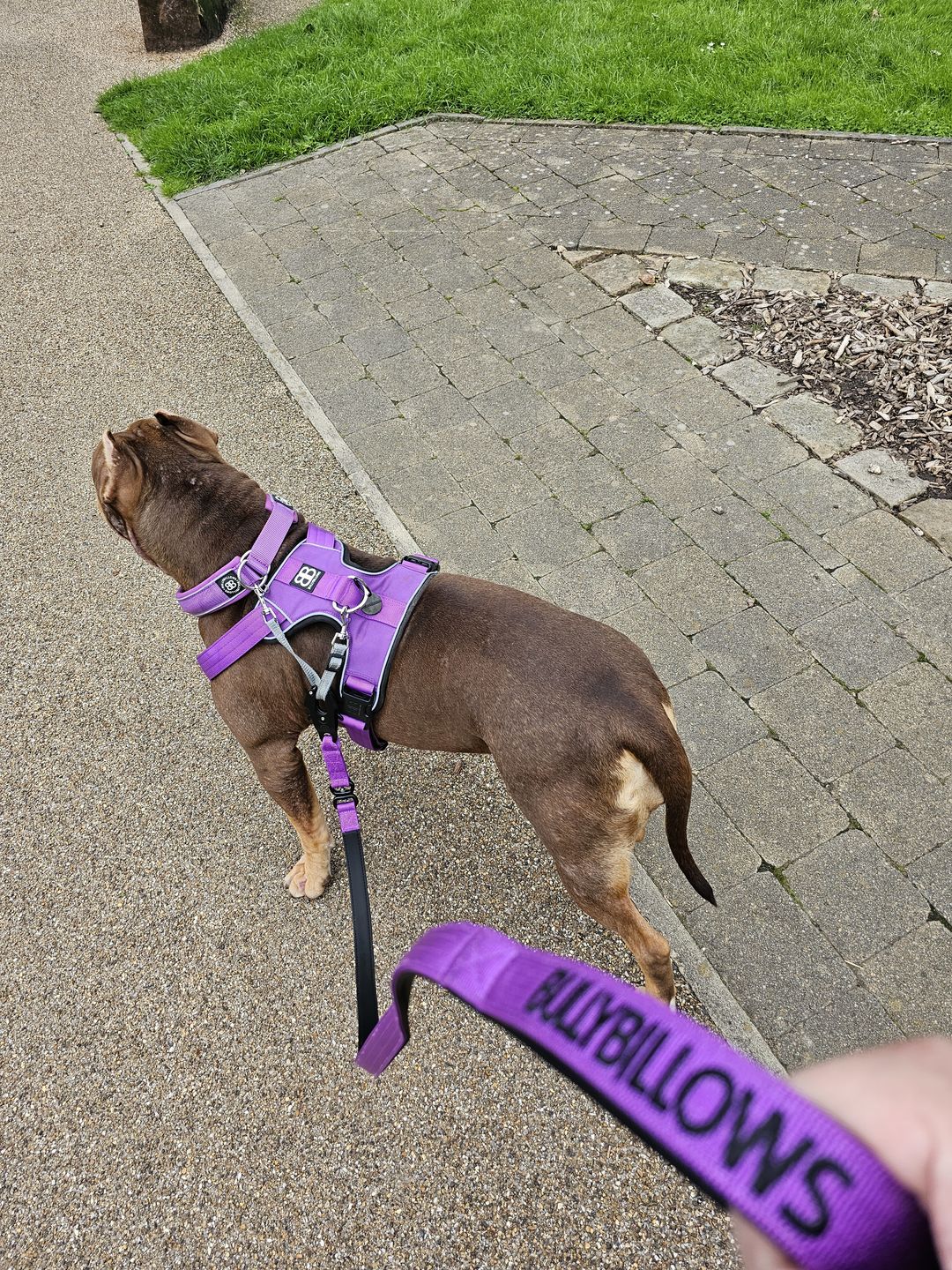Customer photo review of 1.4m Swivel Combat Lead | Neoprene Lined, Secure Rated Clip with Soft Handle - Purple