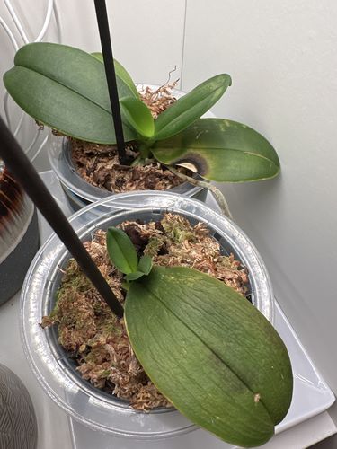 Customer photo of Premium Sphagnum Moss from Nicky