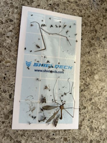 Customer photo review of Shieldeck® BuzzTrap - Plug-In Indoor Insect Smart UV Trap