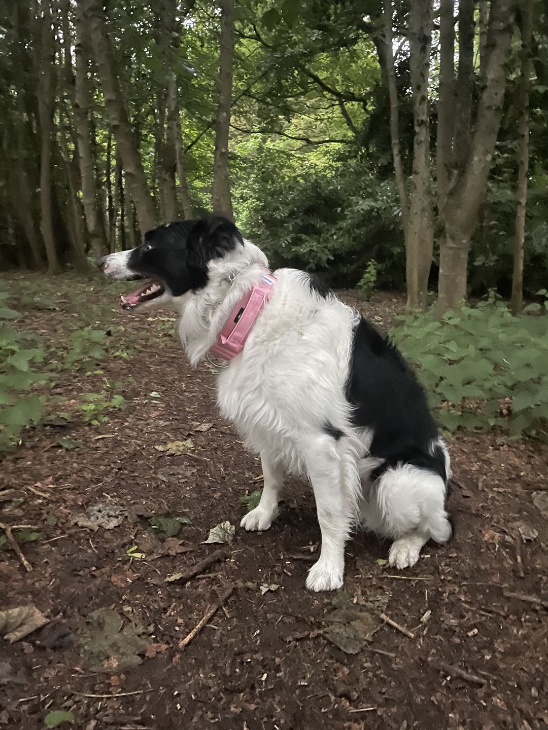 Customer photo review of 5cm Combat® Collar | With Handle & Rated Clip - Pink v2.0