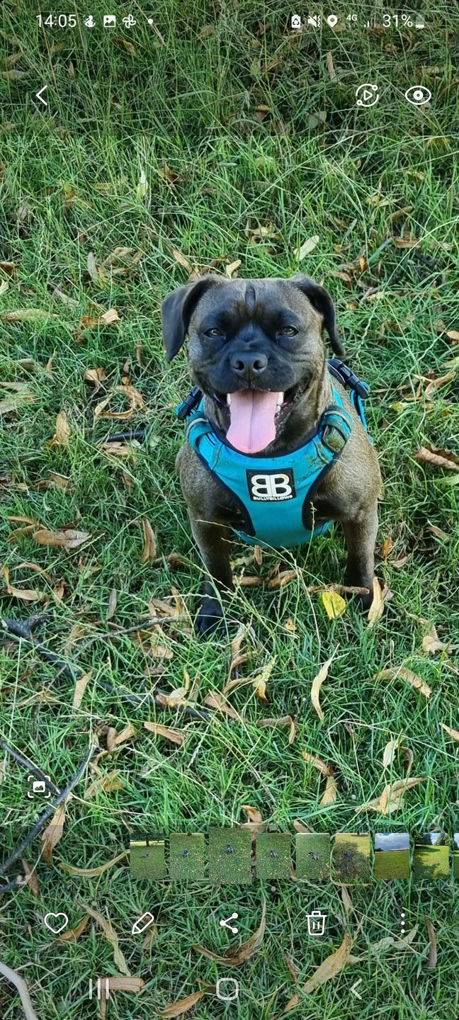 Customer photo review of Premium Comfort Harness | Non Restrictive & Adjustable - Light Blue