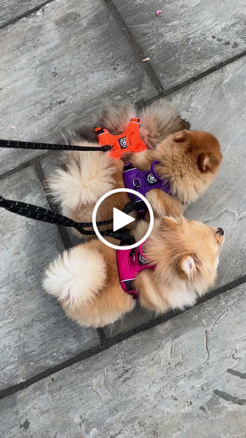 Customer video review of Air Mesh Harness - Anti-Pull, With Handle, Non Restrictive & Adjustable - Purple