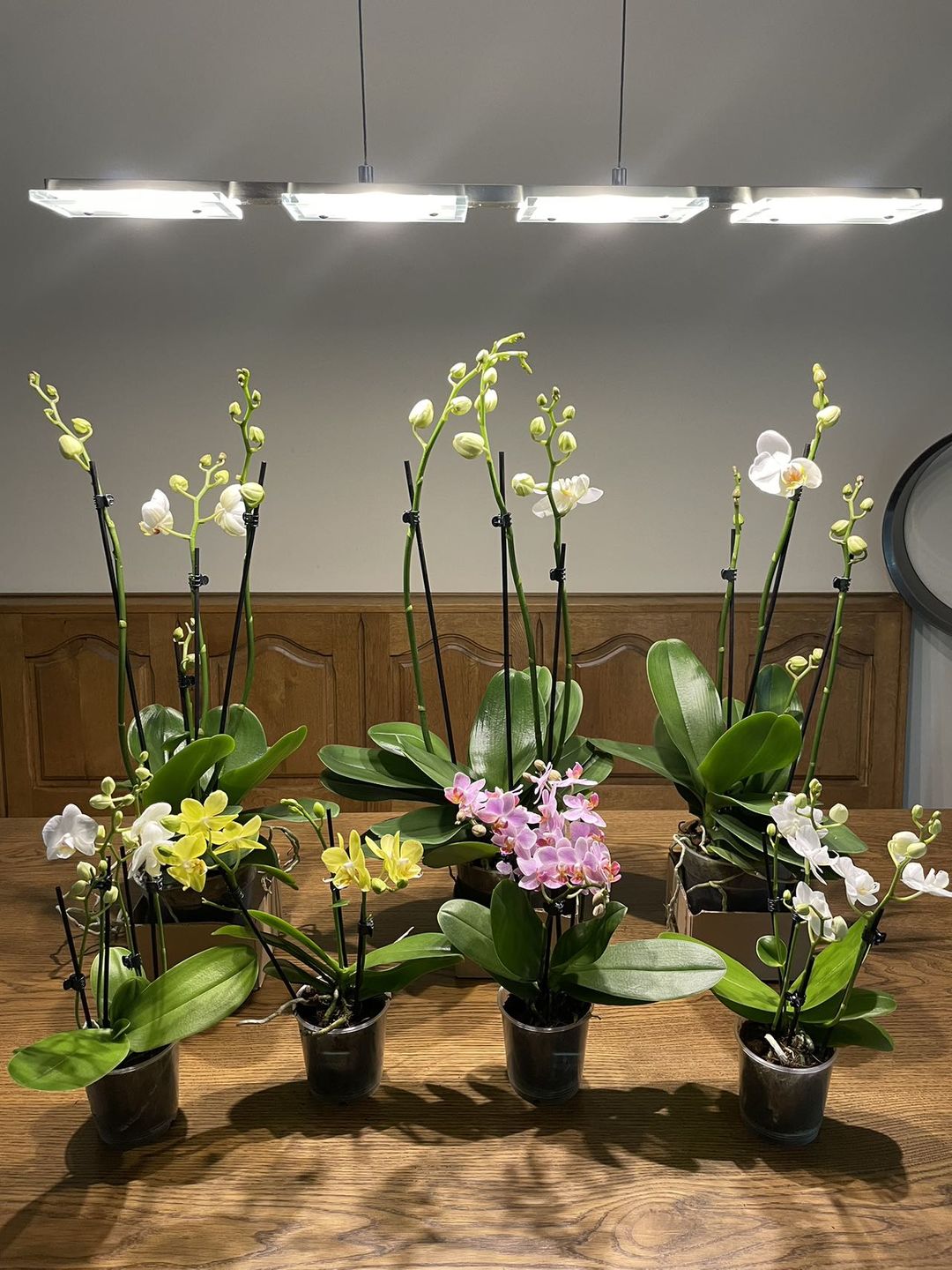 Customer photo review of Table Dance Pia mit rosa Blüten und 3+ Stielen