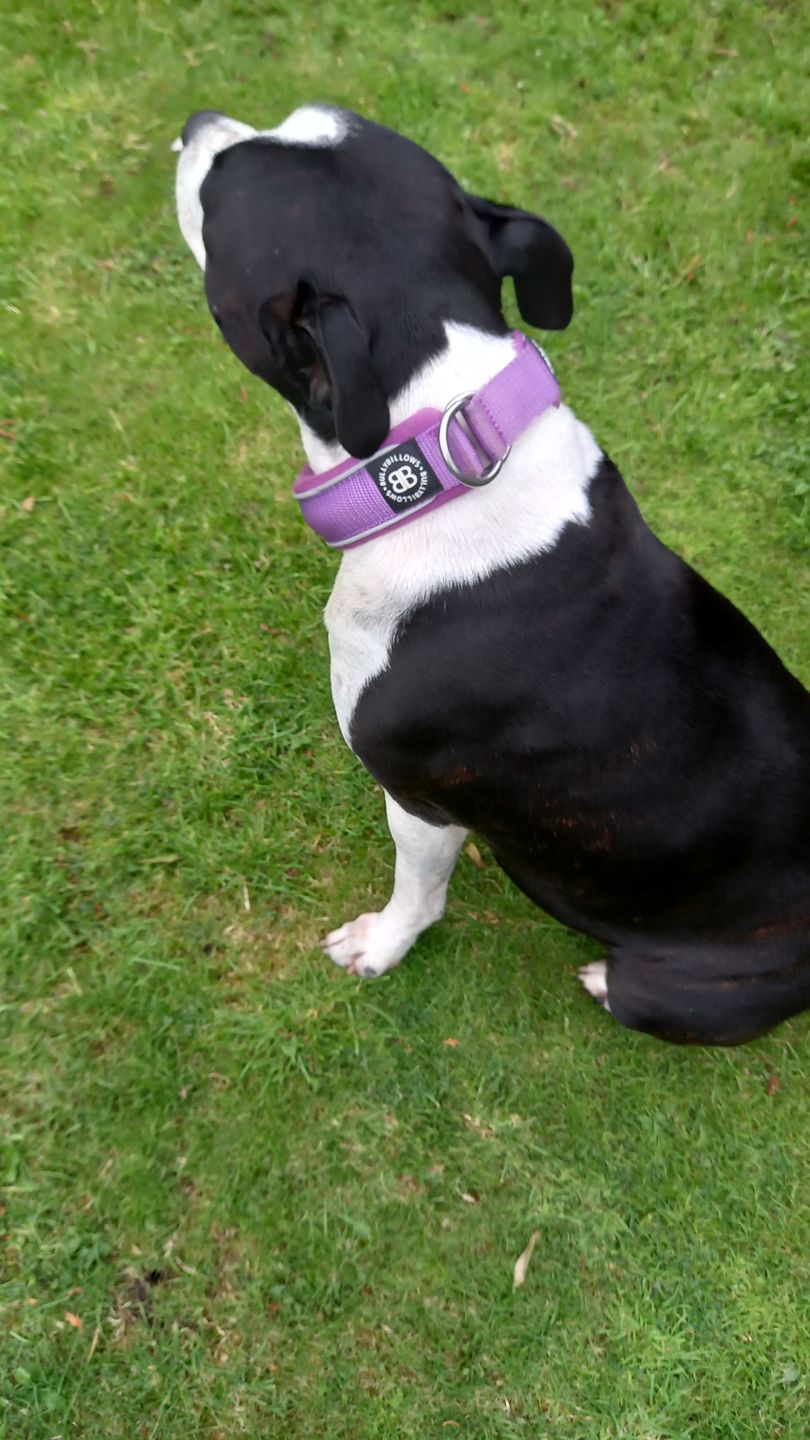 Customer photo review of Double Ended Training Lead | All Breeds - Durable & Soft 2m Lead - Purple