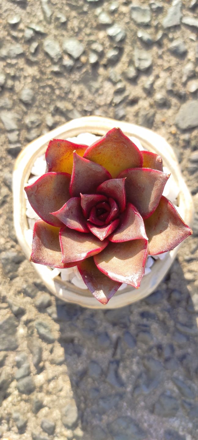 Customer photo review of Echeveria 'Red Light'