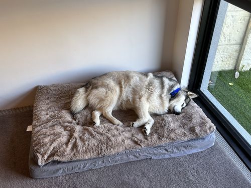Customer photo review of Pawz Dog Memory Foam Mattress