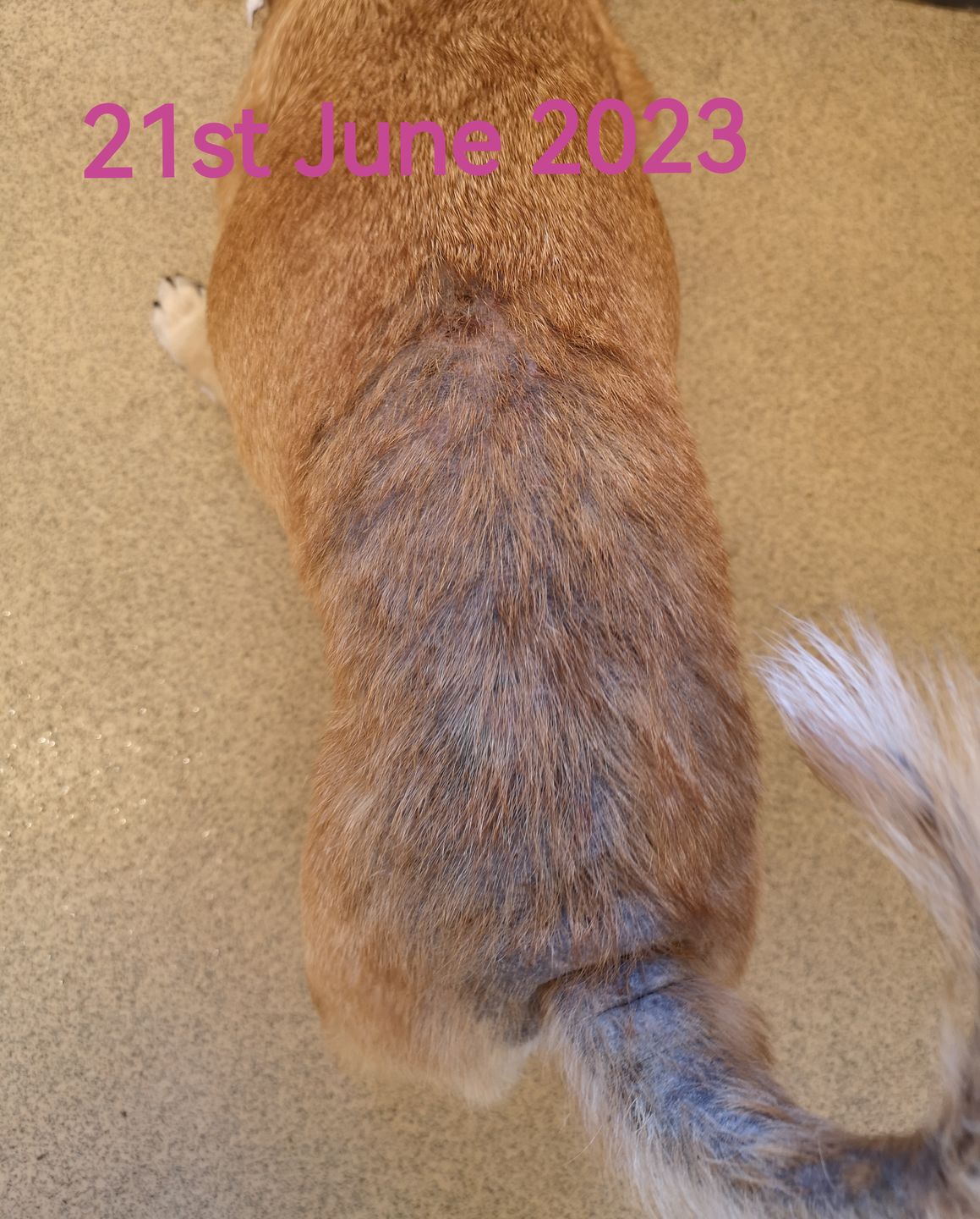 Customer photo review of Dog Spray