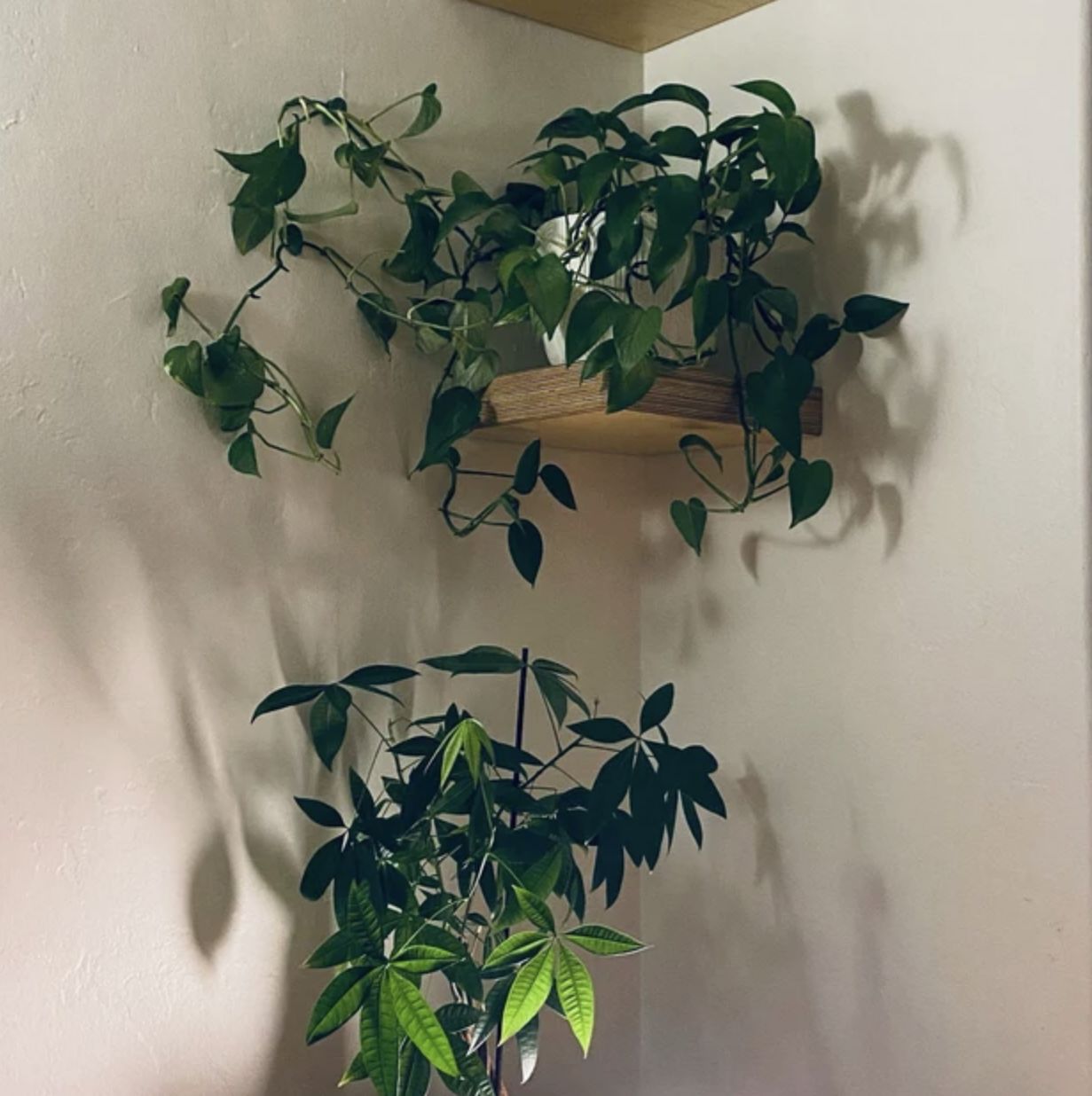 Customer photo review of Plywood Square Corner Shelf