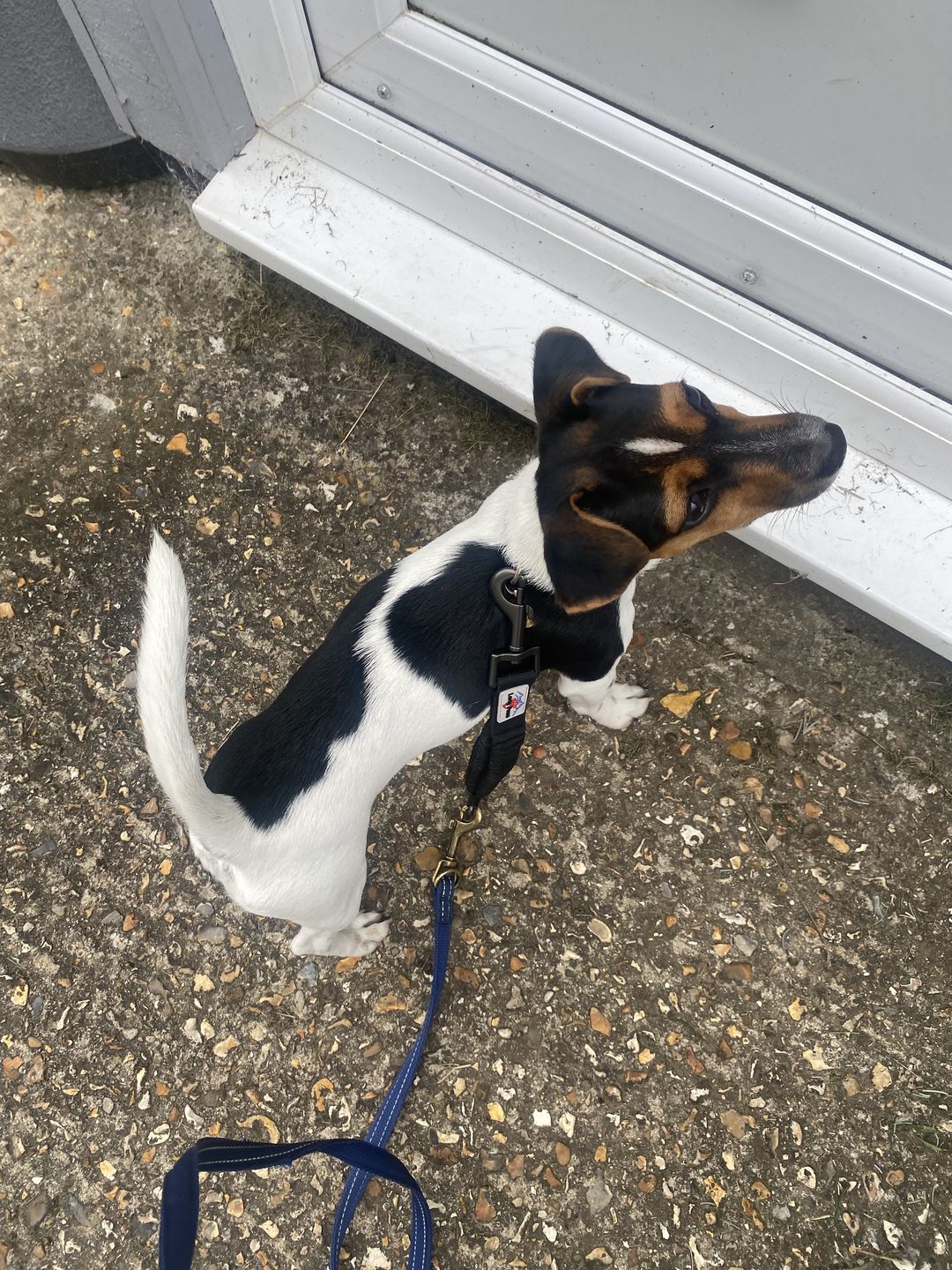 Customer photo review of Dog Lead Extender | Anti-Shock Bungee | Shoulder-Saver | Black