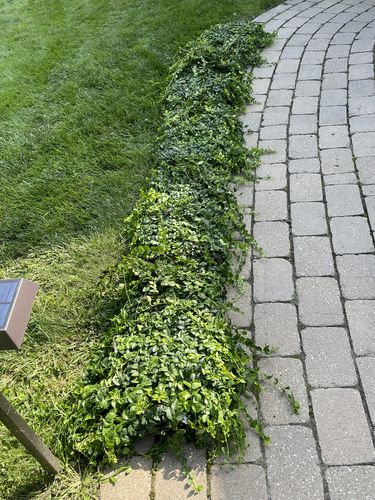 Customer photo review of Vinca Minor Bowles 50 count Flat