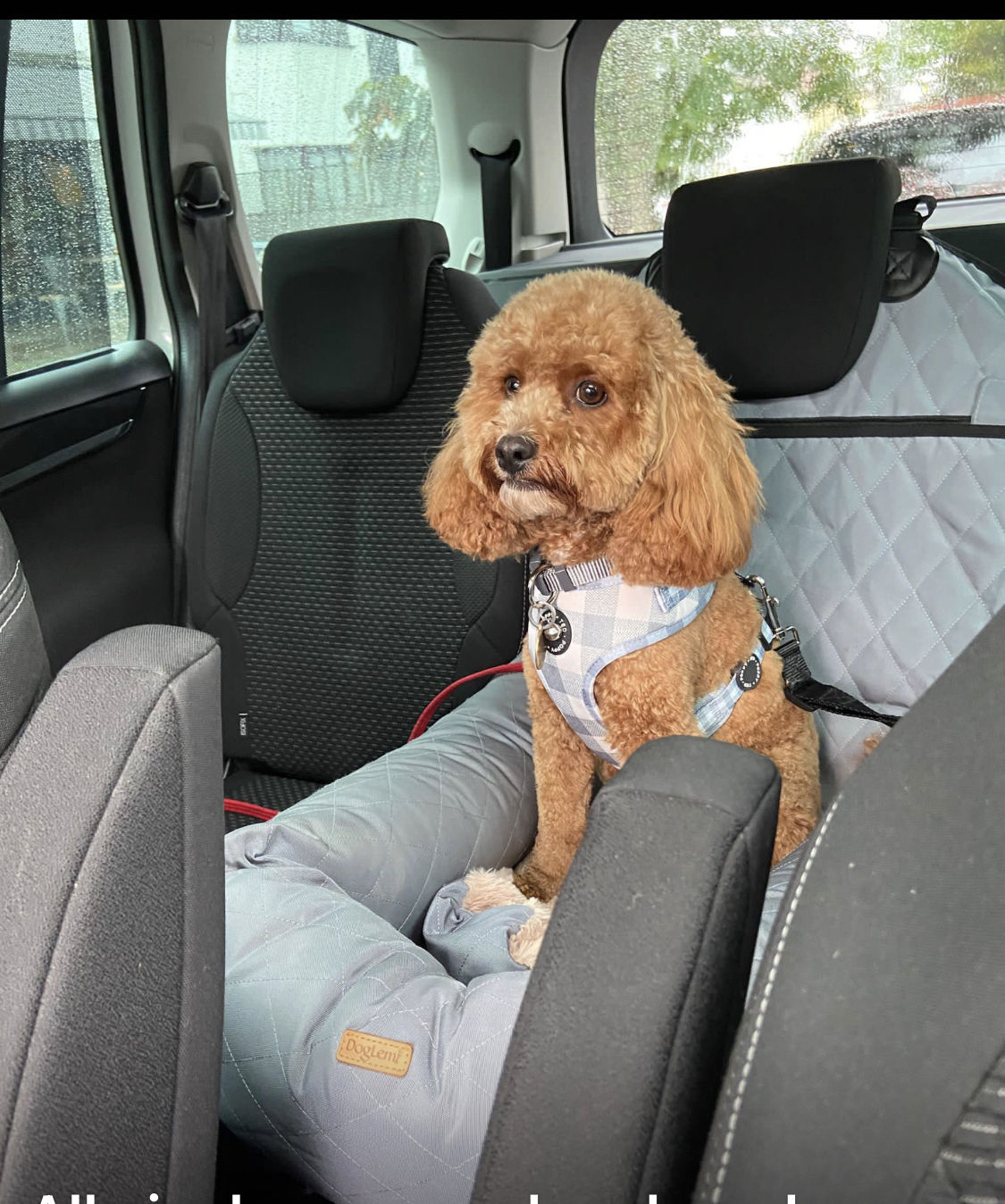 Customer photo review of Total Probiotic Tablets For Dogs