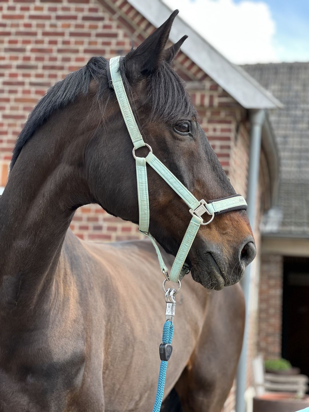 Customer photo review of Kristallkraft Brave Horse