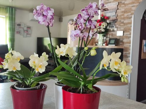 Customer photo review of Table Dance Tracy mit weiß-lila gefleckten Blüten und 2+ Stielen