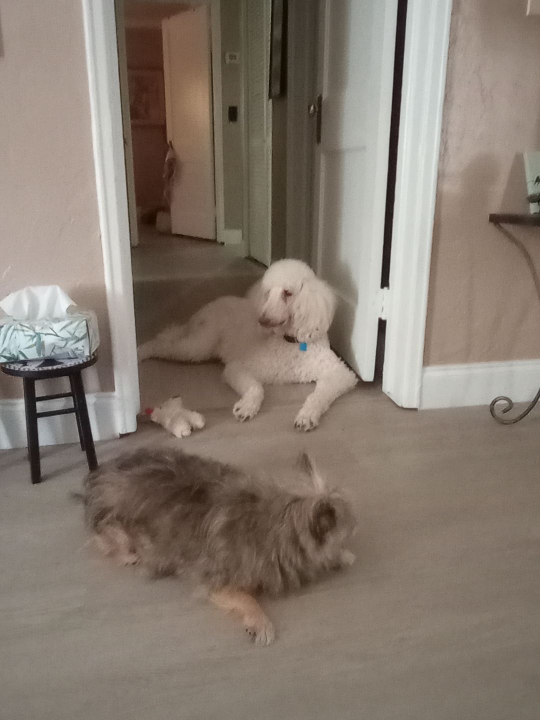 Customer photo review of Dog Allergy & Immune Support Remedy