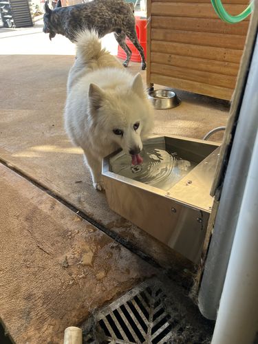 Customer photo review of Pet Rehydration Station
