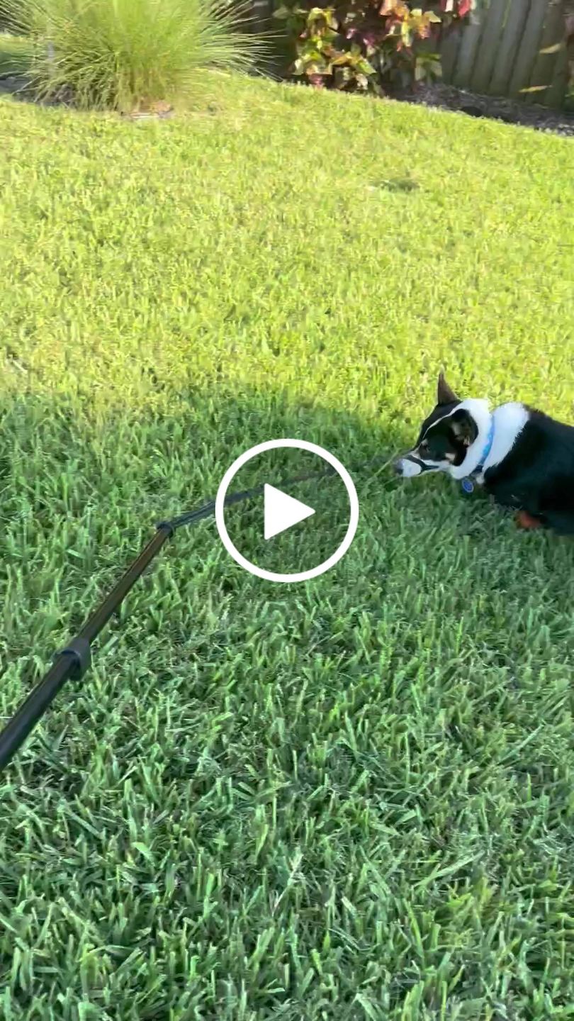 Customer video review of Critter Pack