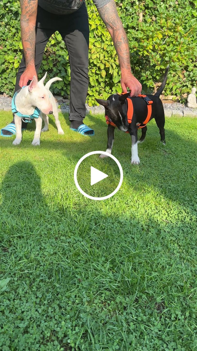 Customer video review of TRI-Harness® | Anti-Pull, Adjustable & Durable - Dog Trainers Choice -  Light Blue v2.0