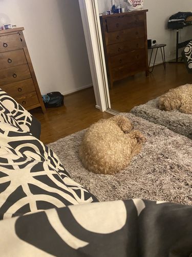 Customer photo review of PaWz Multimat Calming Bed For Dog