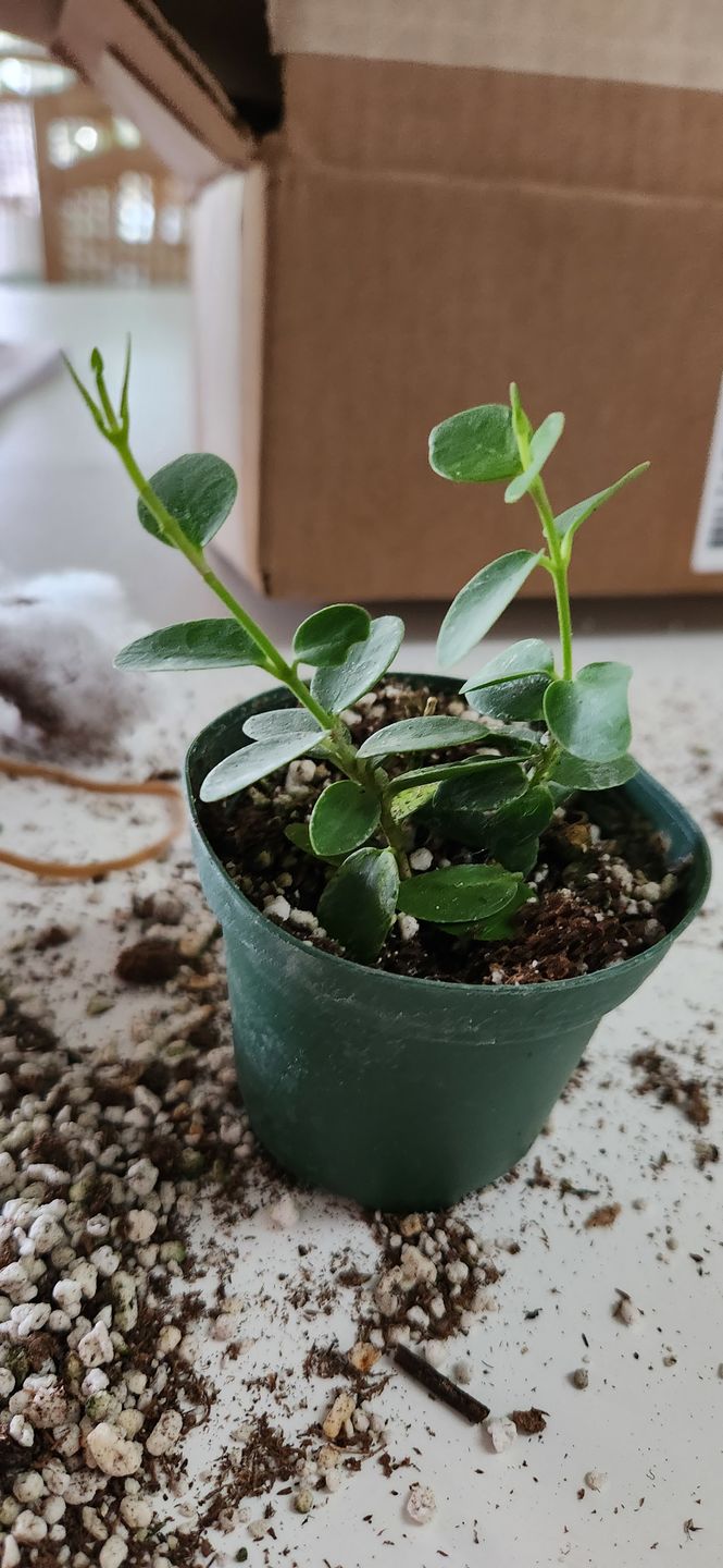 Customer photo review of Hoya cumingiana