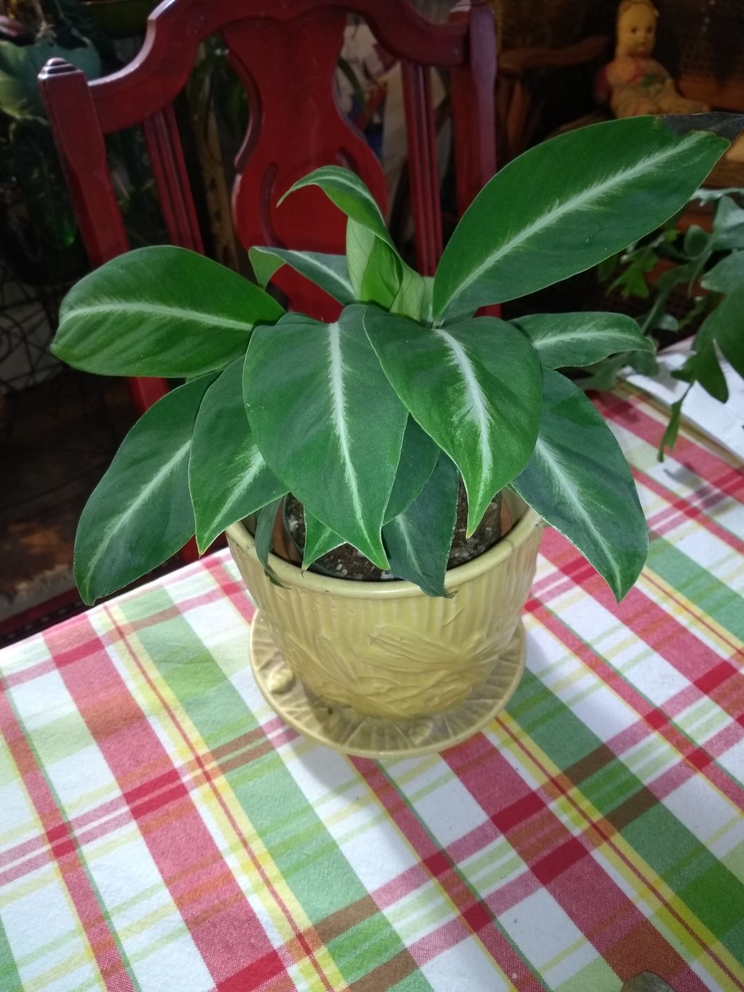 Customer photo review of Spathiphyllum 'Silver Streak'