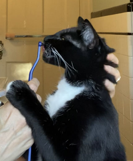 Customer photo review of RYERCAT Dual Sided Cat Toothbrush