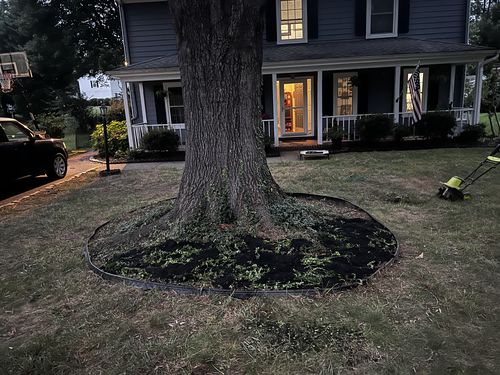 Customer photo review of Vinca Minor Bowles 50 count Flat