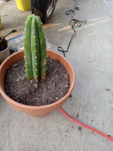 Customer photo review of San Pedro Cactus | Echinopsis (Trichocereus) pachanoi