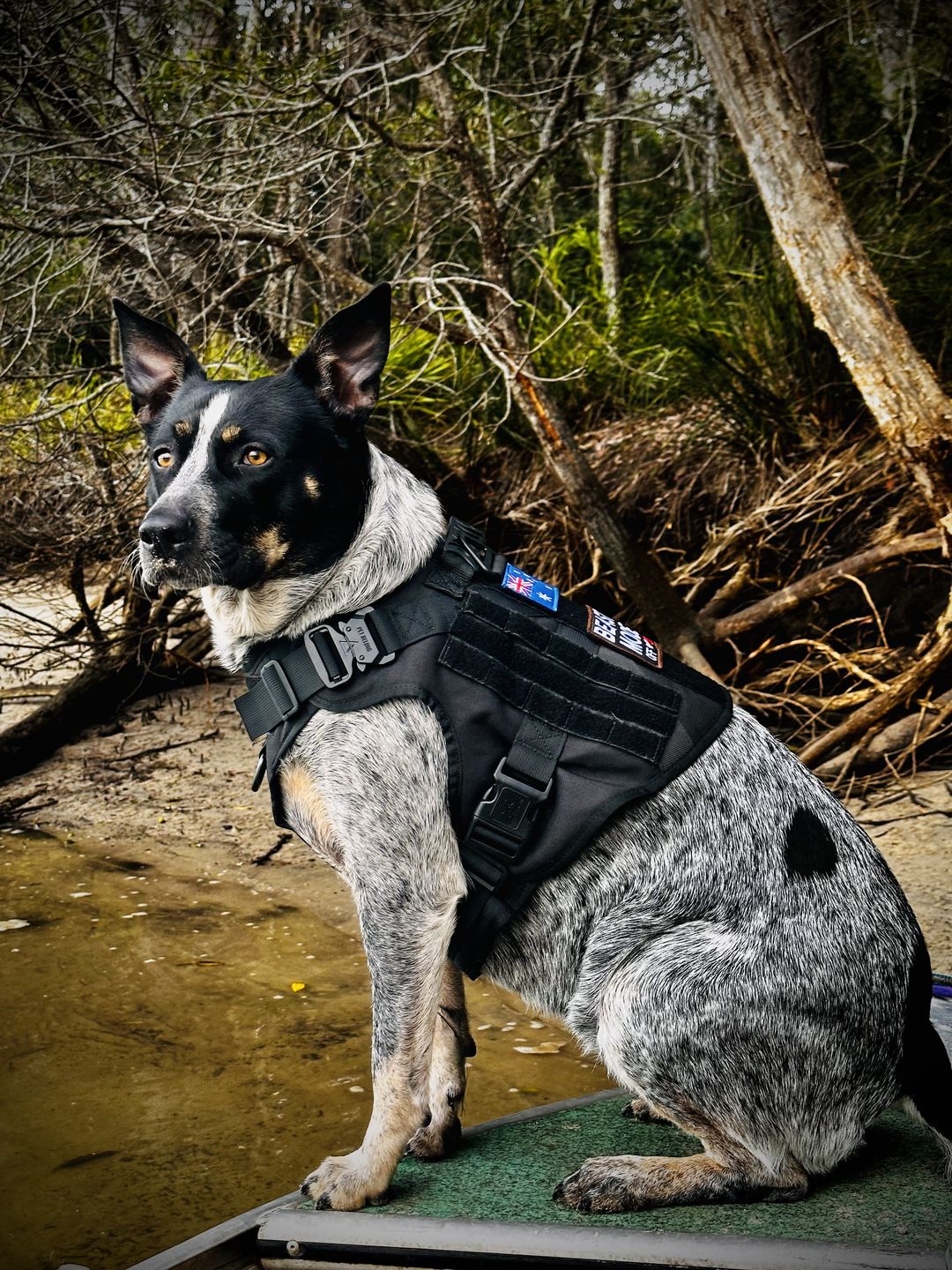 Customer photo review of Tactical No Pull Dog Harness v2.