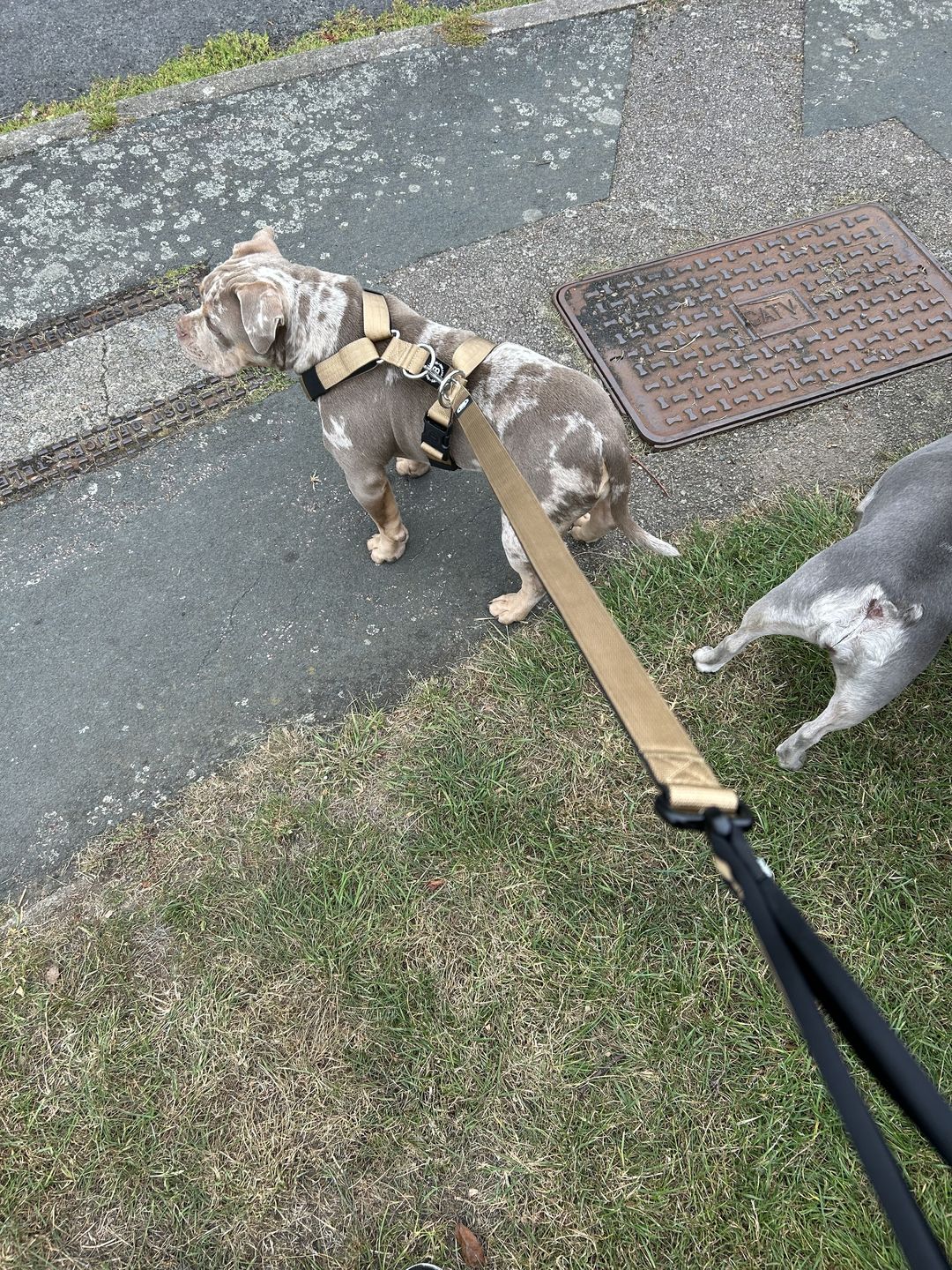 Customer photo review of TRI-Harness® | Anti-Pull, Adjustable & Durable - Dog Trainers Choice - Military Tan v2.0