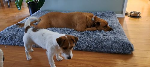 Customer photo review of PaWz Multimat Calming Bed For Dog