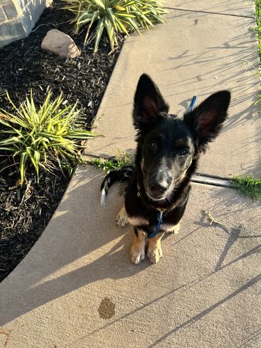 Customer photo review of Agression and Frustration Reduction - Dogs