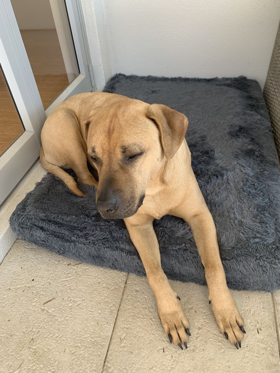 Customer photo review of Brooklyn® Ultra Memory Foam Bed