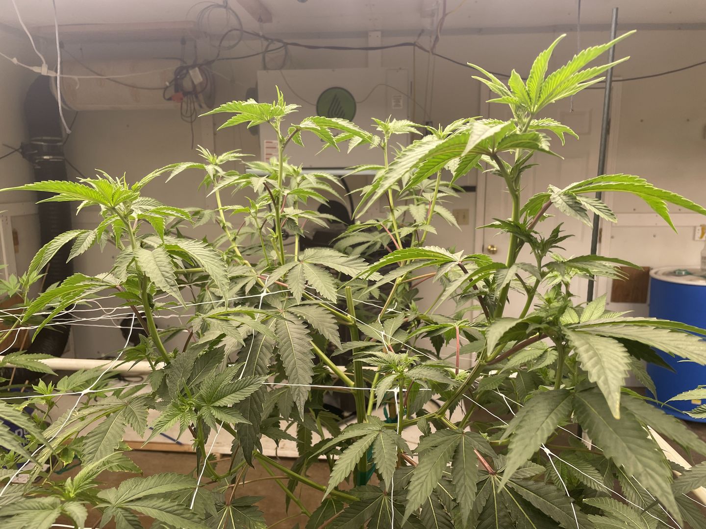 Customer photo review of Green9