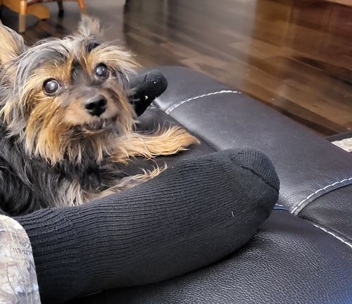 Customer photo review of Anatomically designed, diabetic non-binding crew socks, 6 Pairs